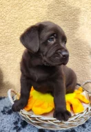 Nabídka štěněte labradorského retrievera