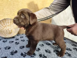 Nabídka štěněte labradorského retrievera