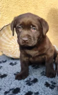Nabídka štěněte labradorského retrievera