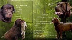 Nabídka štěněte labradorského retrievera