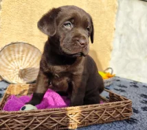 Nabídka štěněte labradorského retrievera