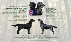 Štěňata flat coated retriever