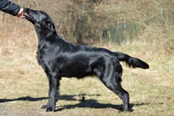 Štěňata flat coated retriever