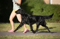 Štěňata flat coated retriever