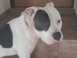 Modrooký, modrobílý americký stafordšírský teriér