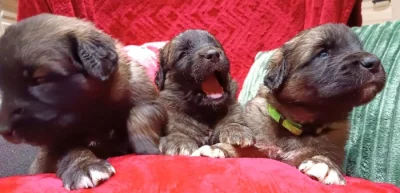 Leonberger nádherná štěňata