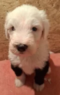 Bobtail štěňata