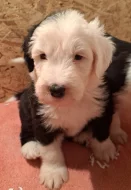Bobtail štěňata
