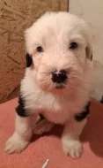 Bobtail štěňata