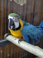 Ručně dokrmená mláďata Ara Arararuna