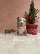 American bully s PP k rezervaci