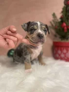 American bully s PP k rezervaci