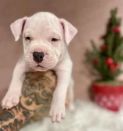 American bully s PP k rezervaci