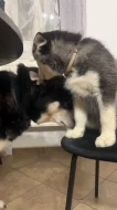 Štěňátka Sibiřský Husky