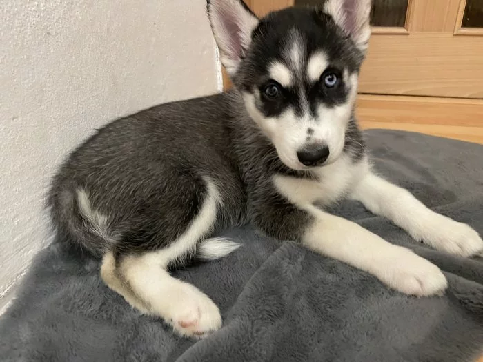 Štěňátka Sibiřský Husky