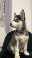 Štěňátka Sibiřský Husky