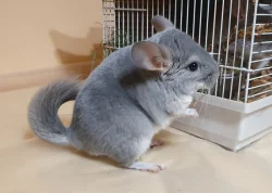 Činčilák Violet ebony SC