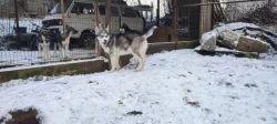 Sibiřský husky