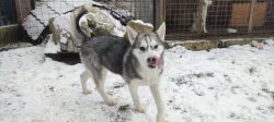 Sibiřský husky