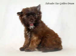 barevný jorkšírský teriér - Yorkshire Terrier