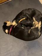 prodám štěňata rotvajlerů