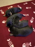 prodám štěňata rotvajlerů