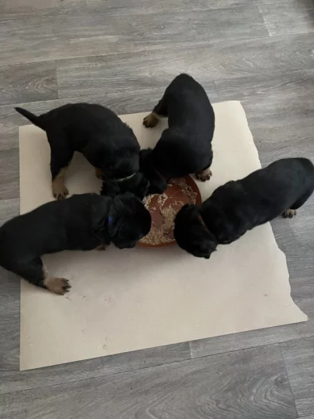 prodám štěňata rotvajlerů