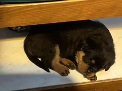 prodám štěňata rotvajlerů