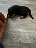 prodám štěňata rotvajlerů