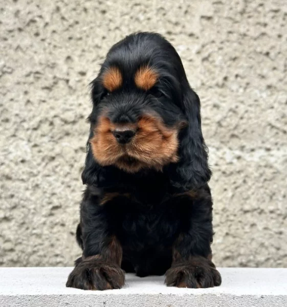 Anglický kokršpaněl