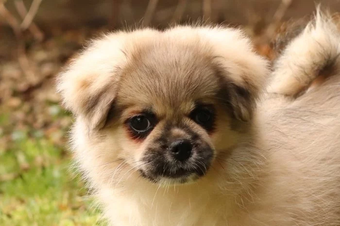 Tibetský španěl - štěňátka s FCI PP