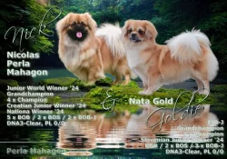 Tibetský španěl - štěňátka s FCI PP