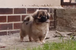 Tibetský španěl - štěňátka s FCI PP