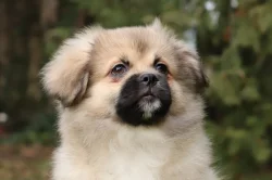 Tibetský španěl - štěňátka s FCI PP