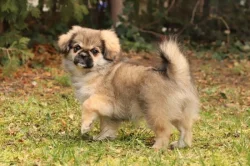 Tibetský španěl - štěňátka s FCI PP