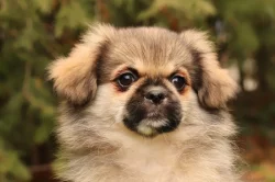 Tibetský španěl - štěňátka s FCI PP