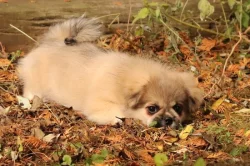 Tibetský španěl - štěňátka s FCI PP