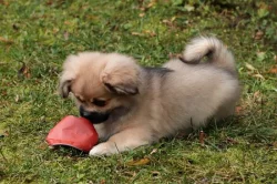 Tibetský španěl - štěňátka s FCI PP