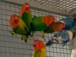 agapornis fischeri
