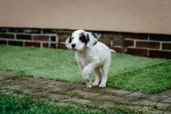 Anglický setr - štěňátka