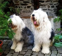 Bobtail štěňata