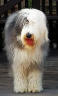 Bobtail štěňata