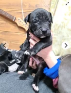 Americký stafordšírský teriér