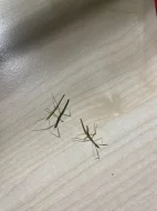 Strašilky, Pakobylky rohaté