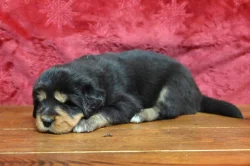 Tibetská doga - štěně s průkazem původu