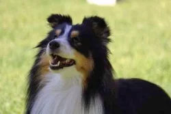 Sheltie - štěňata s PP
