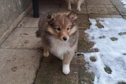 Sheltie - štěňata s PP