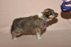 Sheltie - štěňata s PP