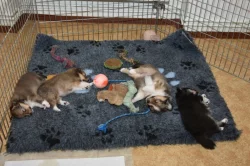 Sheltie - štěňata s PP
