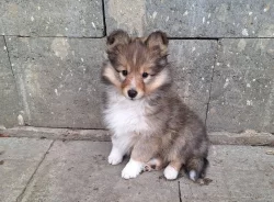 Sheltie - štěňata s PP